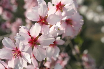 Mandelblüte