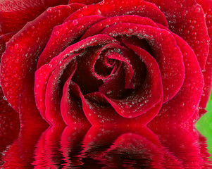 the red rose with water drops macro