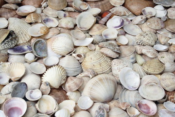 texture of Assortment of seashells
