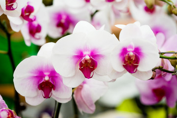 orchids in the garden