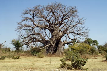 Papier Peint photo Baobab Baobab