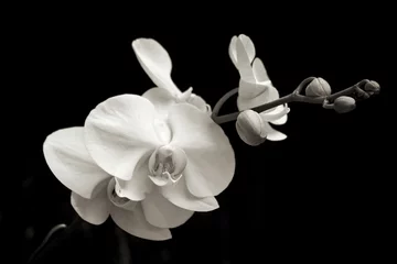 Photo sur Plexiglas Orchidée orchidée orchidée