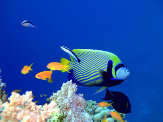 Fototapeta na wymiar Tropikalna ryba Angelfish i Scalefin Anthias. Red Sea