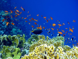 Fototapeta na wymiar Podwodne krajobraz Scalefin Anthias i Surgeonfish.