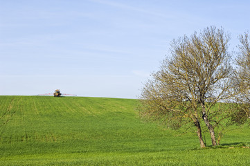 Rural scene - green field harvest landscape
