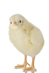 Cute little baby chicken against white background