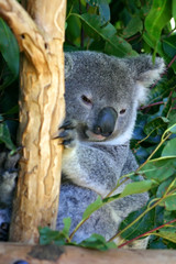 Obraz premium Koala Bear..