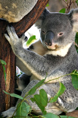 Fototapeta premium Koala Bear..