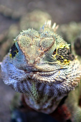 Iguana..