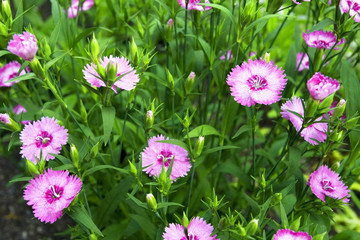 Obraz premium Rose morning flowers are creat fresh gentle composition