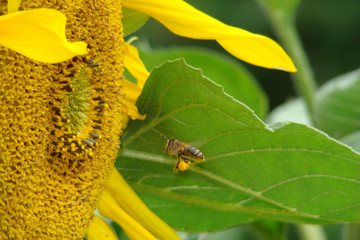 Abeille et tournesol,Aude,Pyrénées
