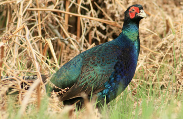 Obraz premium Black Pheasant