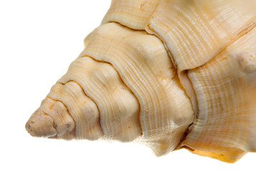 part of Seashell  isolated on white background