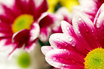 Closeup of pink daisies with waterdrops