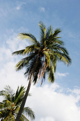 Fototapeta na wymiar Coconut trees in a tropical location - travel and tourism.