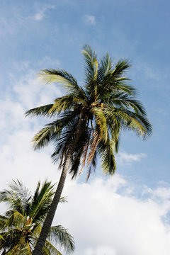 Coconut trees in a tropical location - travel and tourism.