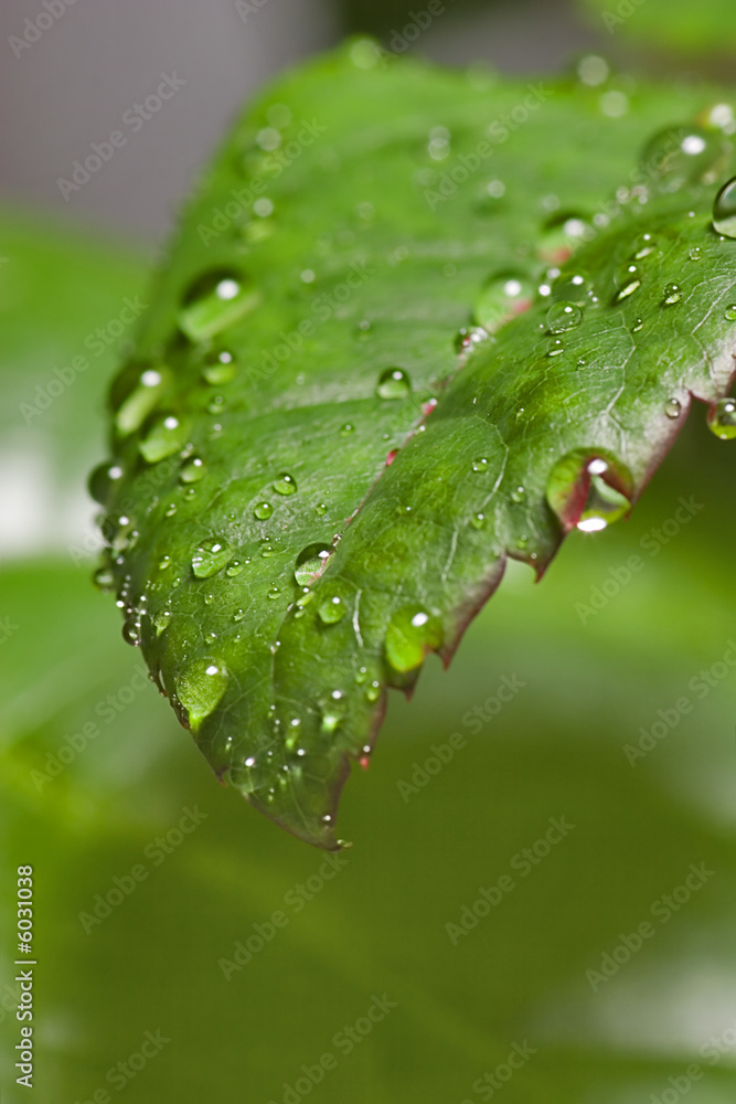 Poster drops on leaf