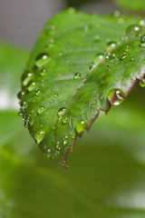 drops on leaf