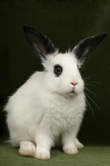 close up portrait of very cute rabbits