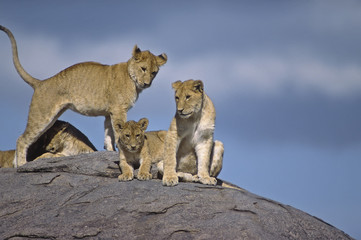 Young lions, on a kopje against blue sky. Serengeti, Tanzania