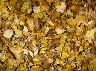 last year's autumn sheet