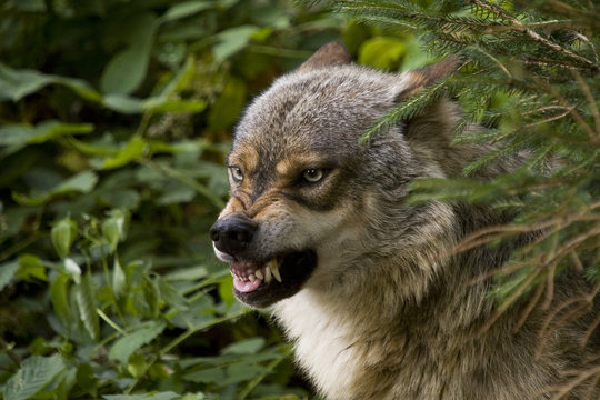 Fototapeta Wolf zeigt Zähne