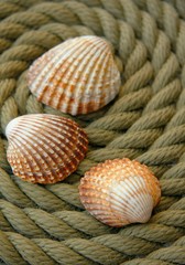 Trois coquillages posés sur une corde