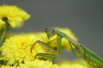 Praying Mantis on Mums