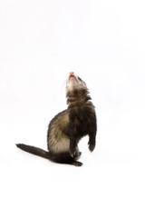Posing ferret