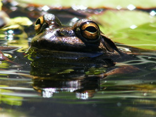 frog in pond