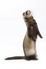 Fototapeta premium Staying ferret