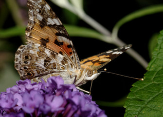 Distelfalter