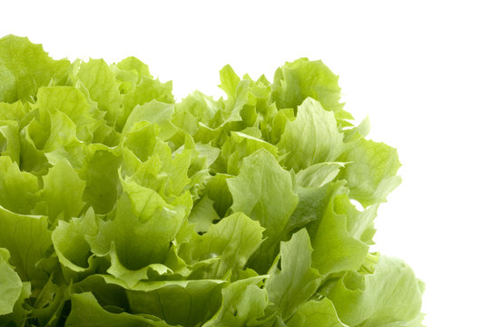 Lettuce leaves with white space