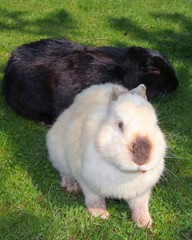 white and black rabbits in green grass
