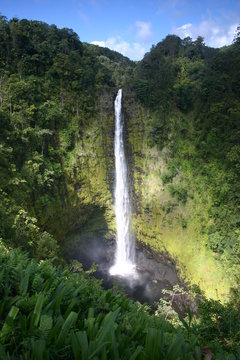 Fototapeta Akaka Falls on Big Island of Hawaii
