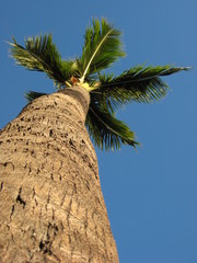 Palm Tree in Hawaii