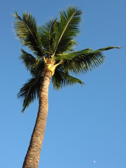 Palm Tree in Hawaii
