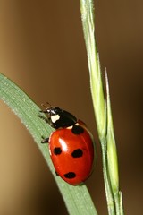 Obraz premium Coccinelle