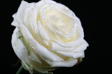 white rose