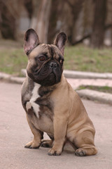 French bulldog sitting outdoor