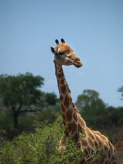Shoulder, neck and head of a giraffe with African scenery 