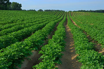 Fototapeta na wymiar Wiersze z roślin ziemniaka w dziedzinie
