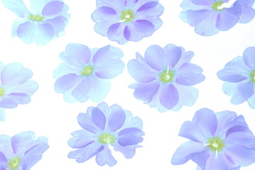 blue flowers on light box