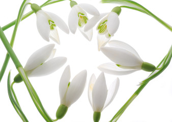 Fototapeta premium white fowers