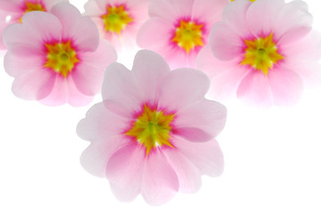 pink flowers