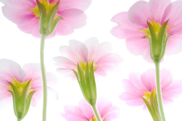 Obraz premium pink primula flowers