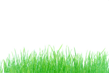 Fototapeta premium fresh green grass