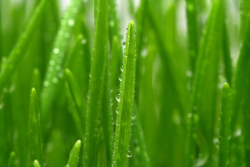 Fototapeta na wymiar droplet on grass