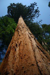 Huge Sequoia Tree in Yosemite National Park