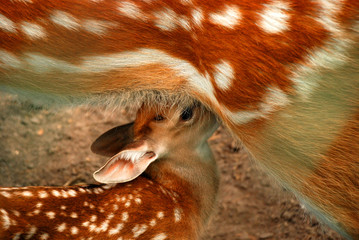 Fawn